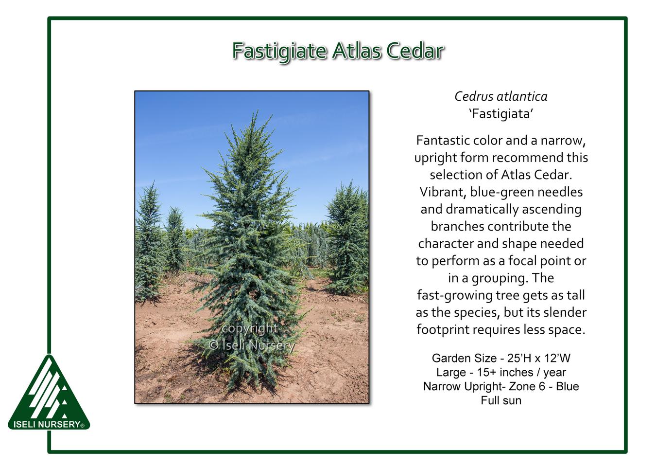 Cedrus Atlantica 'fastigiata' - View 16 from www redcrocus com