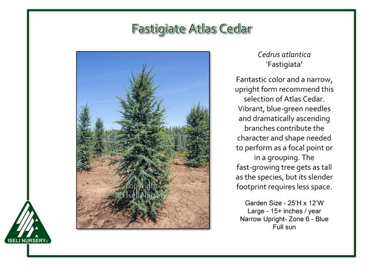 Cedrus Atlantica 'fastigiata' - View 1 from www redcrocus com