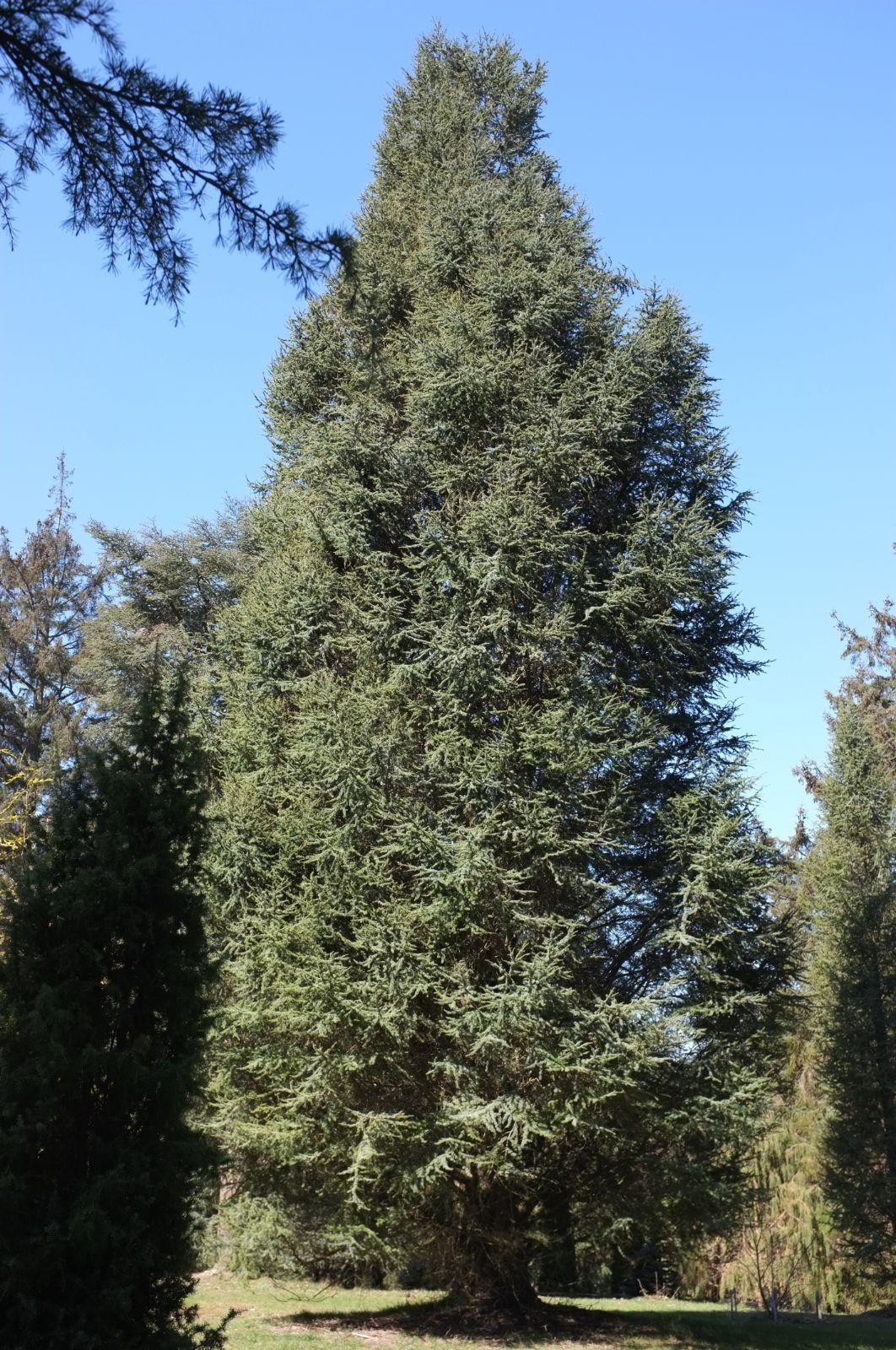 Cedrus Atlantica 'fastigiata' - View 22 from www redcrocus com