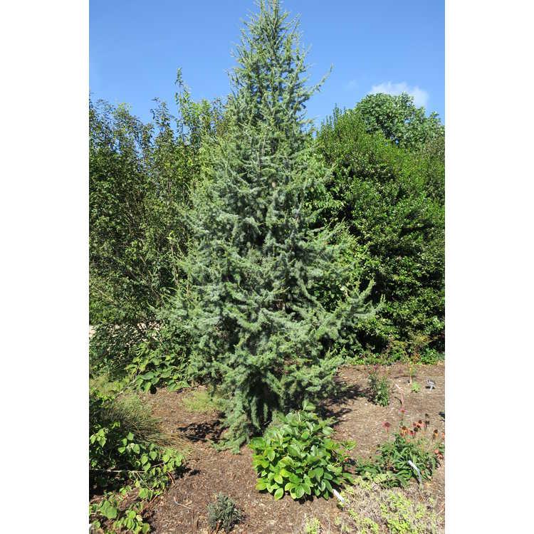 Cedrus Atlantica 'fastigiata' - View 31 from www redcrocus com