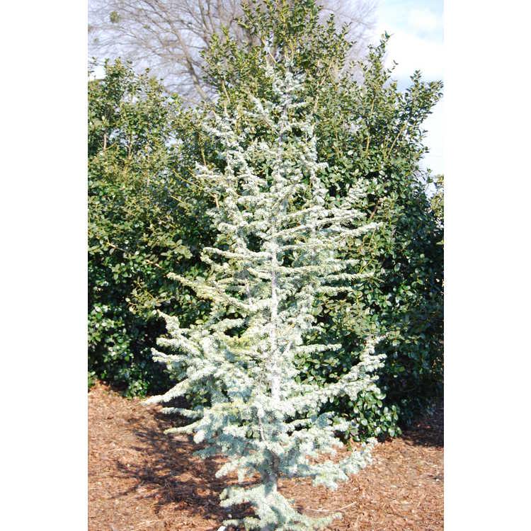 Cedrus Atlantica 'fastigiata' - View 34 from www redcrocus com