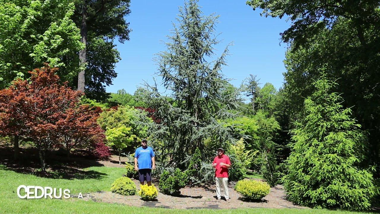 Cedrus Atlantica 'fastigiata' - View 35 from www redcrocus com