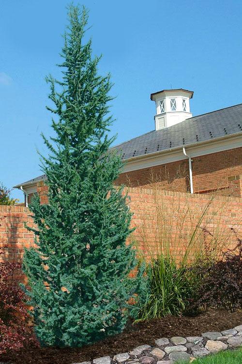 Cedrus Atlantica 'fastigiata' - View 3 from www redcrocus com