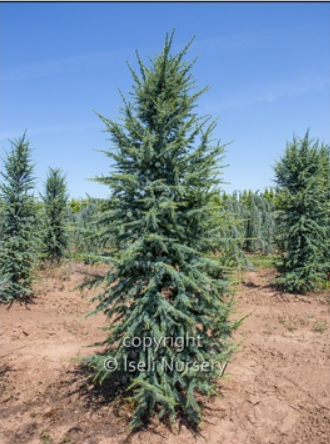 Cedrus Atlantica 'fastigiata' - View 5 from www redcrocus com