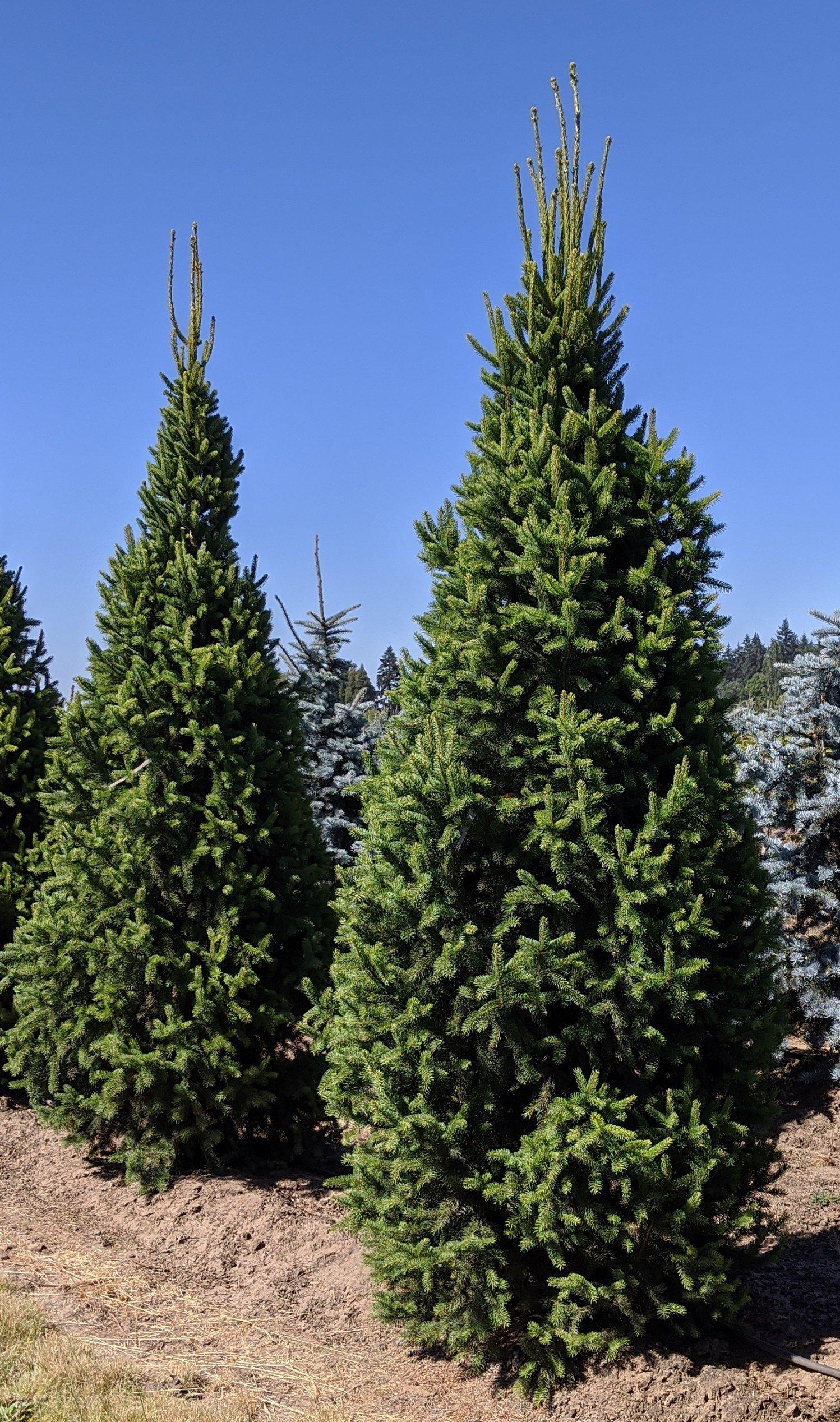 Picea Abies Cupressina - View 16 from www redcrocus com