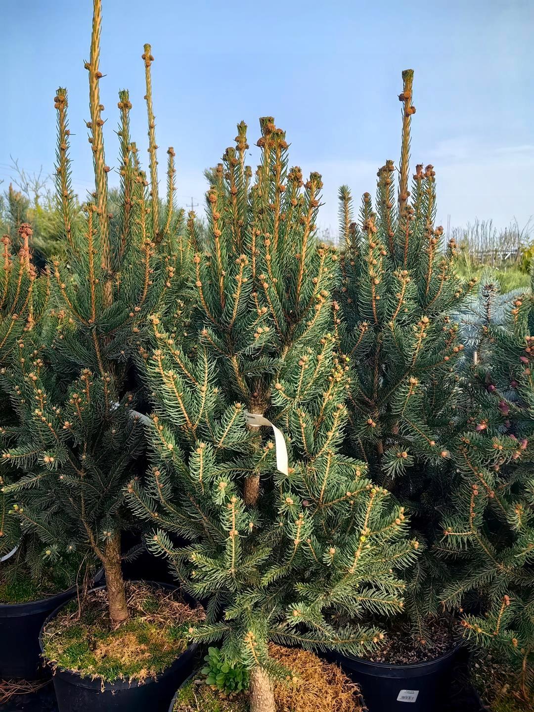 Picea Abies Cupressina - View 18 from www redcrocus com