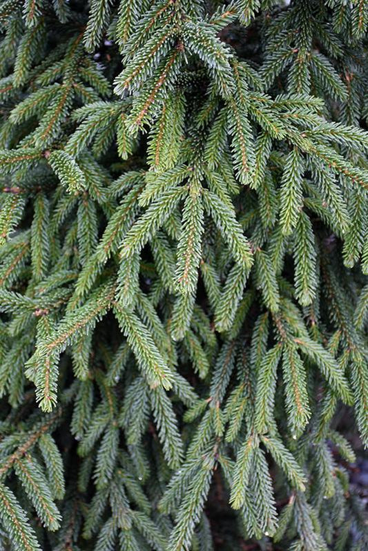 Picea Orientalis 'atrovirens' - View 10 from www redcrocus com