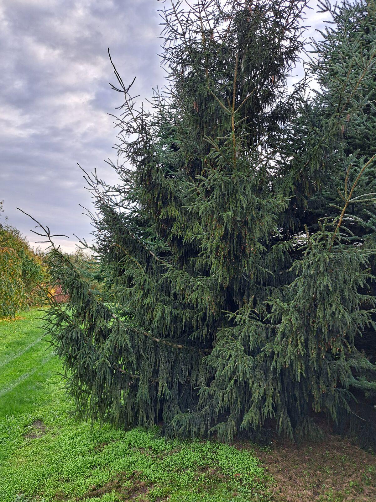Picea Orientalis 'atrovirens' - View 17 from www redcrocus com