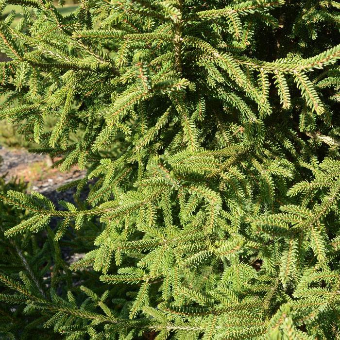 Picea Orientalis 'atrovirens' - View 21 from www redcrocus com