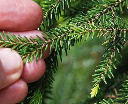 Picea Orientalis 'atrovirens' - View 32 from www redcrocus com