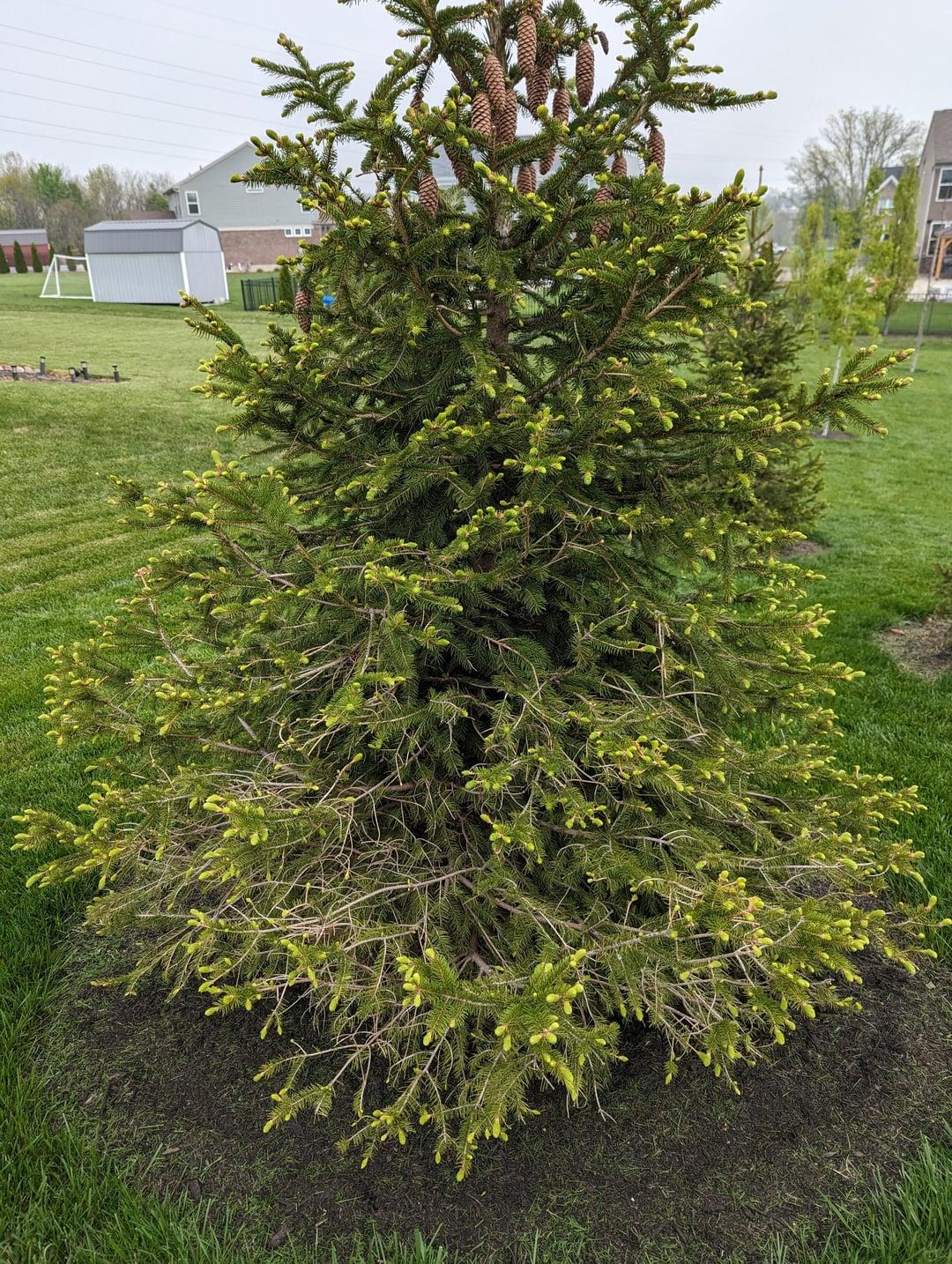 Picea Orientalis 'atrovirens' - View 34 from www redcrocus com