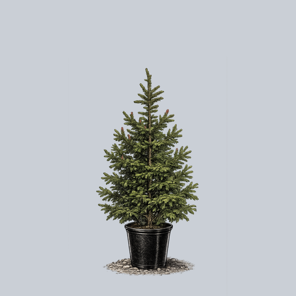 Picea Orientalis 'atrovirens' - View 37 from www redcrocus com