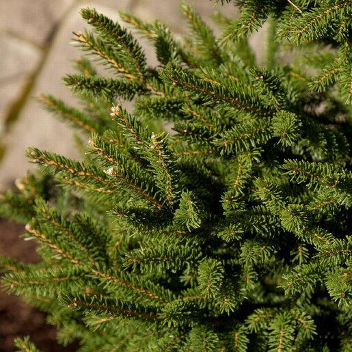 Picea Orientalis 'atrovirens' - View 39 from www redcrocus com