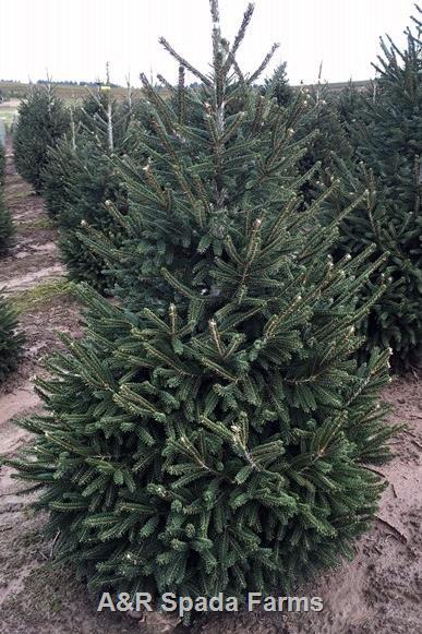Picea Orientalis 'atrovirens' - View 3 from www redcrocus com