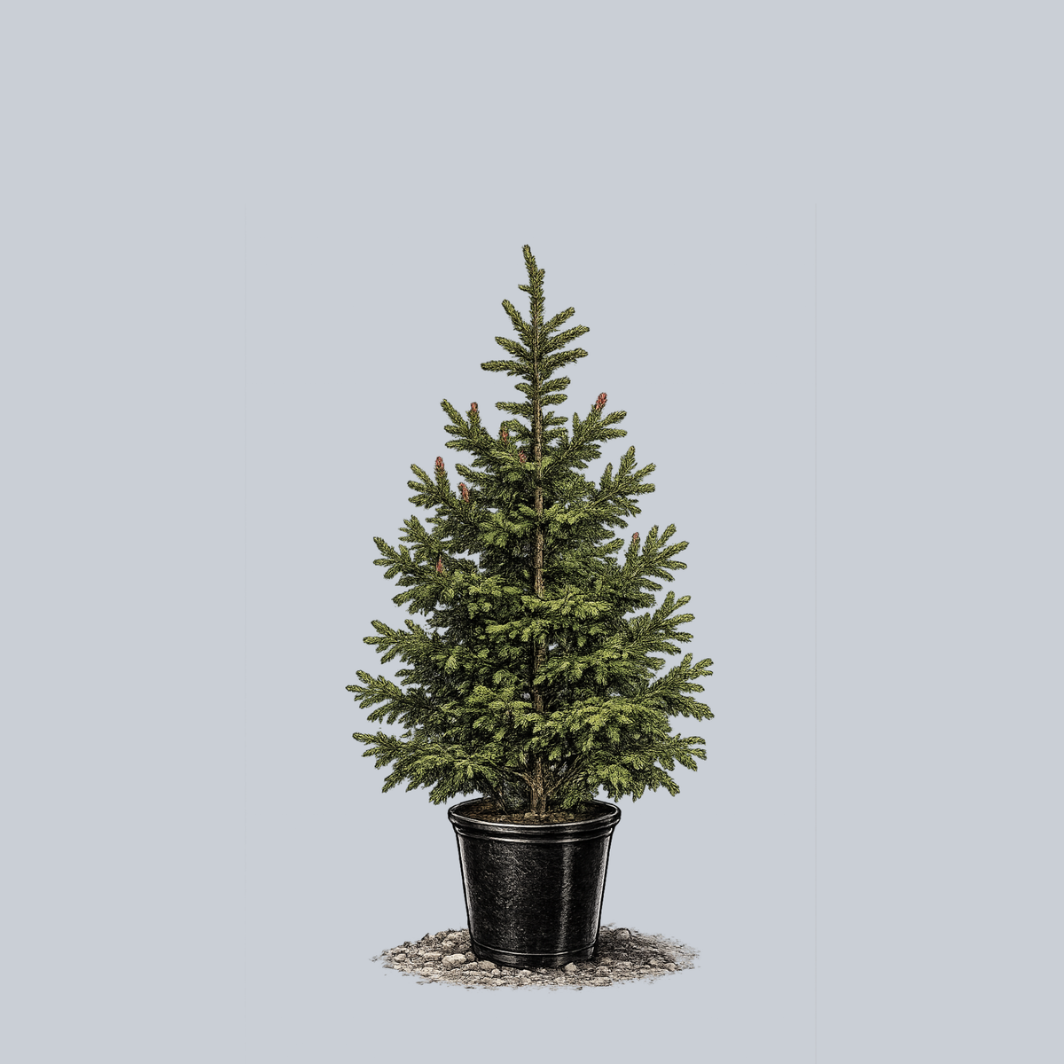 Picea Orientalis 'atrovirens' - View 40 from www redcrocus com