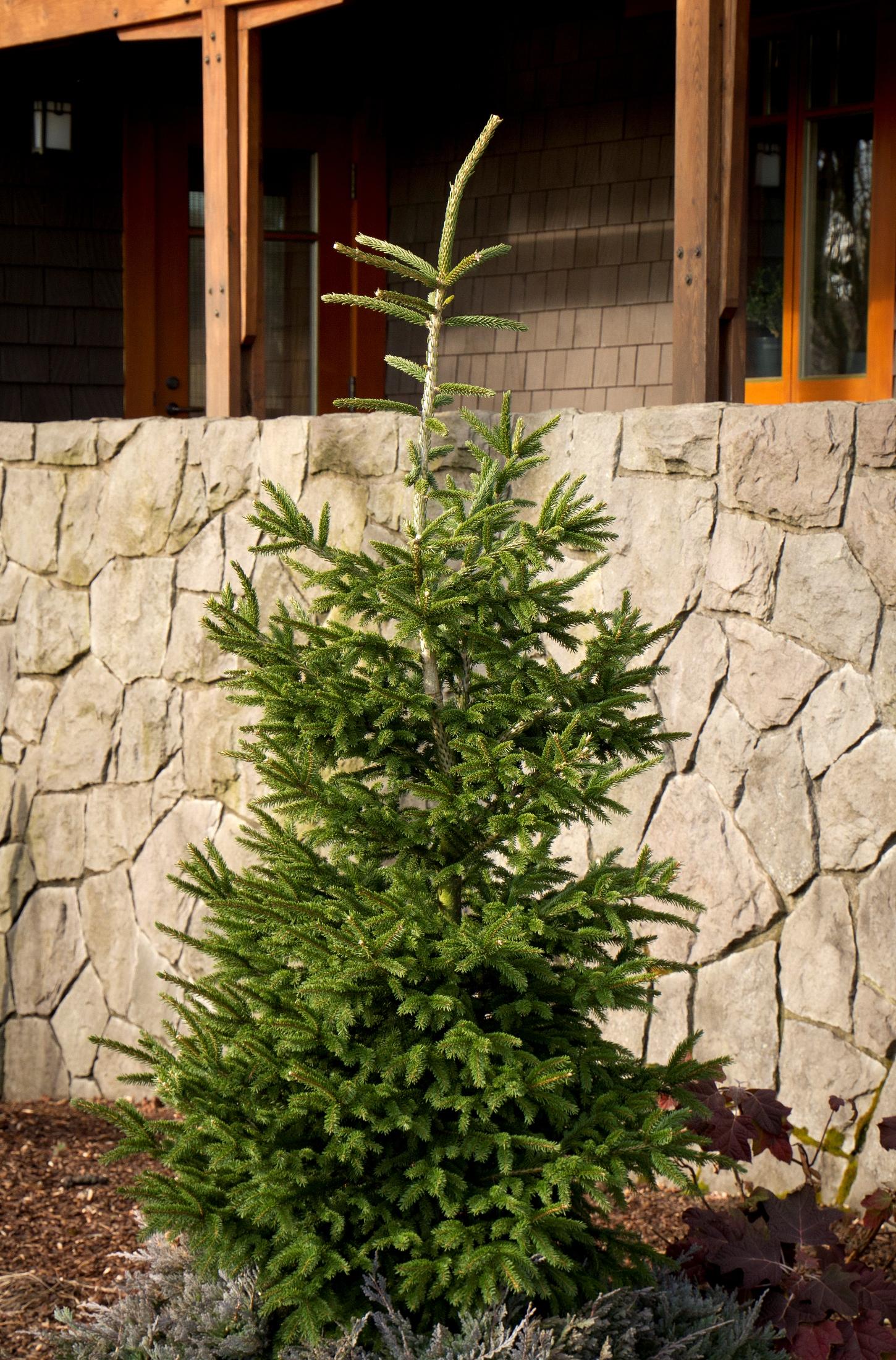 Picea Orientalis 'atrovirens' - View 5 from www redcrocus com