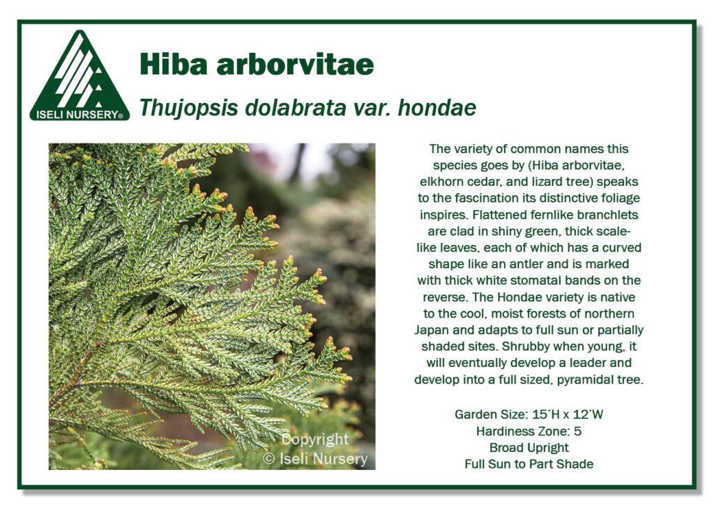 Thujopsis Dolabrata Var  Hondai - View 6 from www redcrocus com