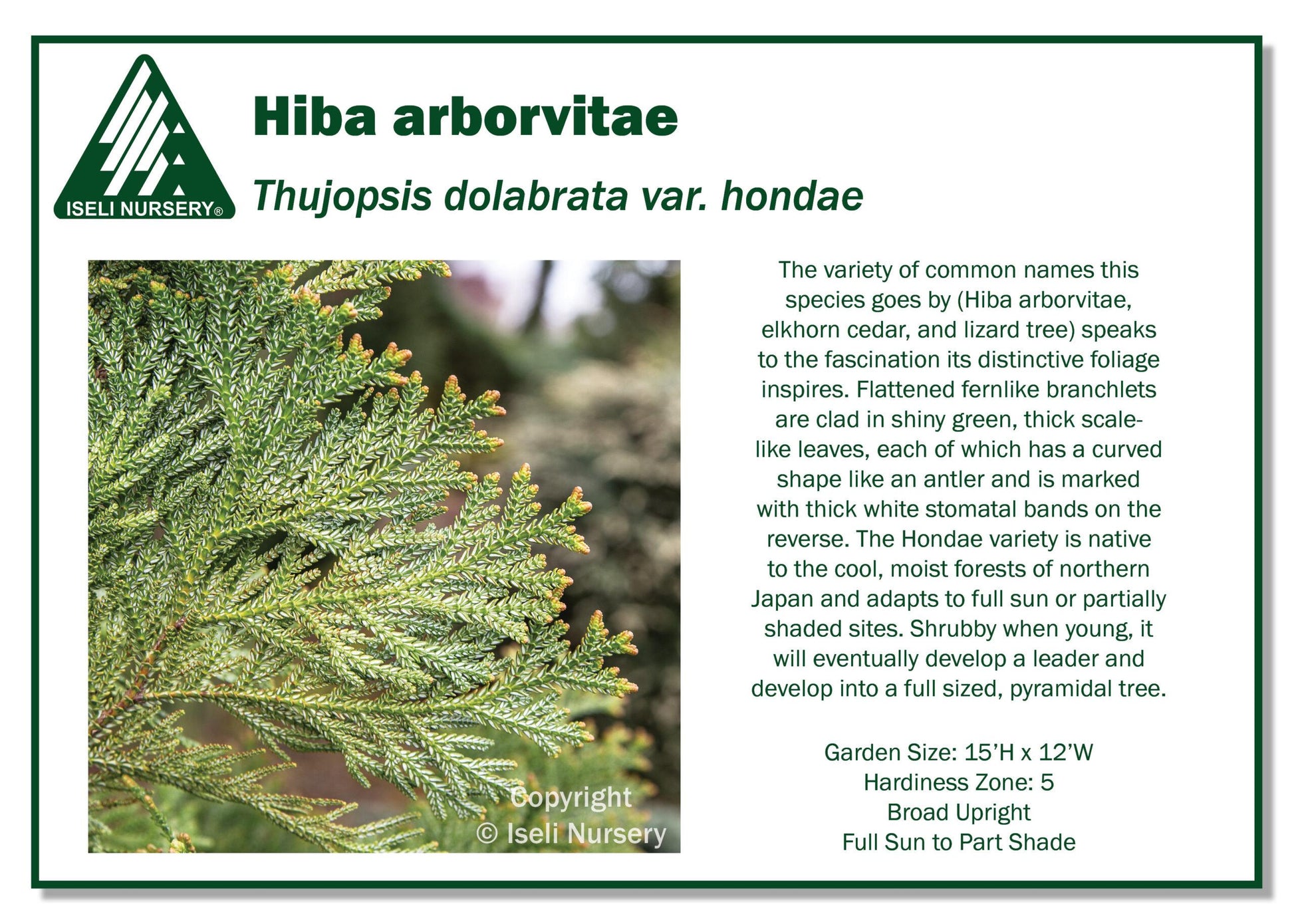 Thujopsis Dolabrata Var  Hondai - View 7 from www redcrocus com