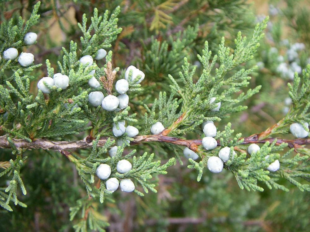 Juniperus Virginiana - View 11 from www redcrocus com