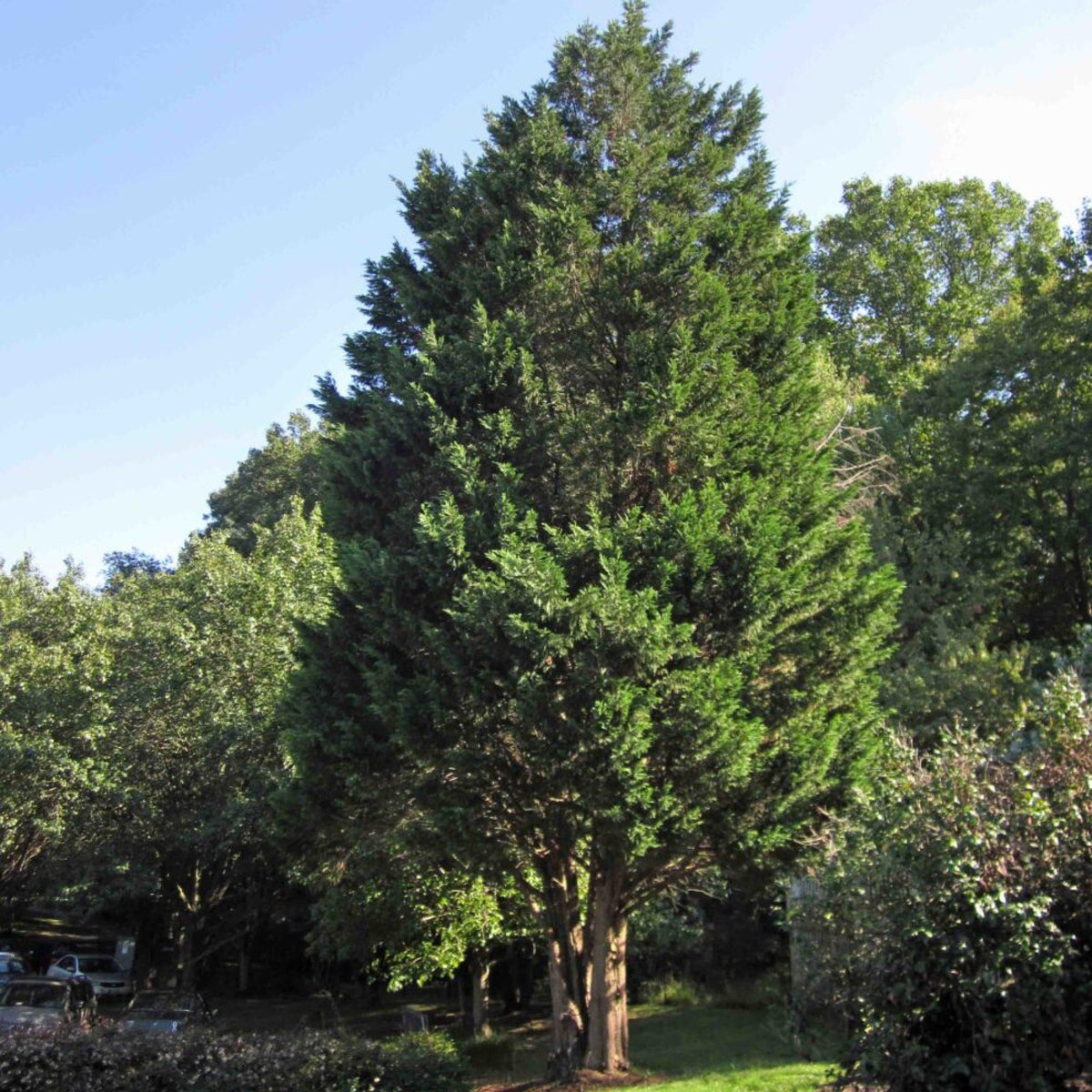 Juniperus Virginiana - View 15 from www redcrocus com