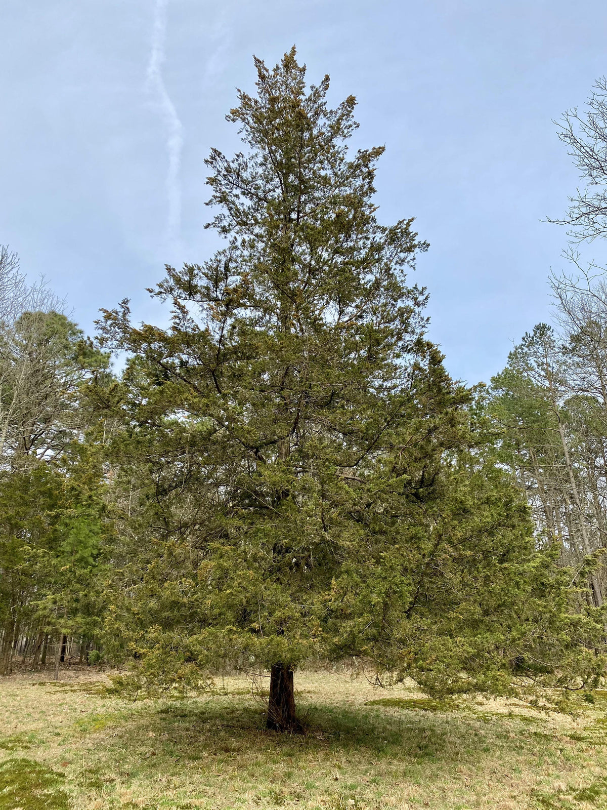 Juniperus Virginiana - View 18 from www redcrocus com