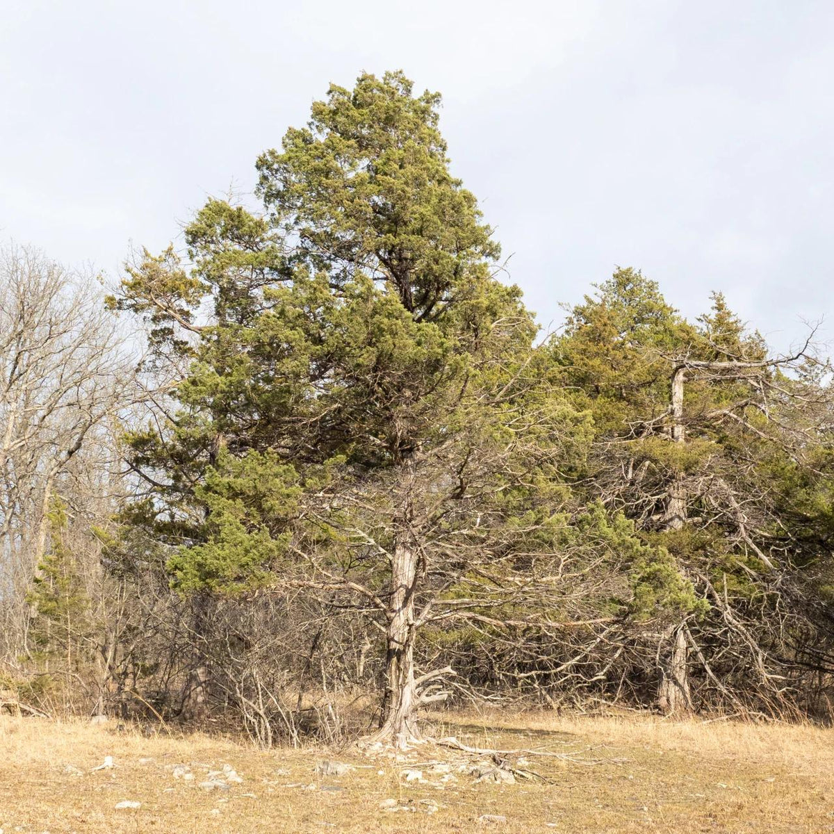 Juniperus Virginiana - View 19 from www redcrocus com