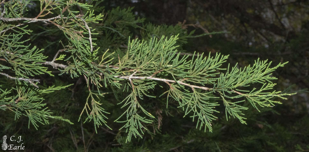 Juniperus Virginiana - View 1 from www redcrocus com