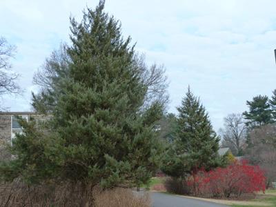 Juniperus Virginiana - View 20 from www redcrocus com