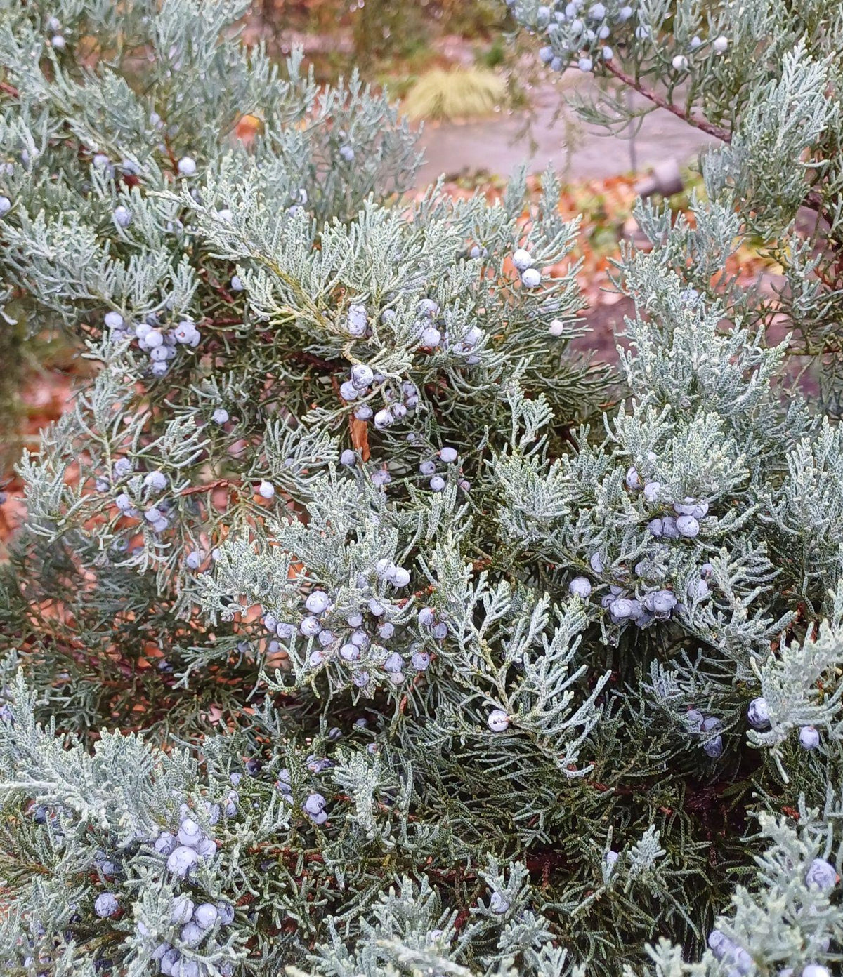Juniperus Virginiana - View 21 from www redcrocus com