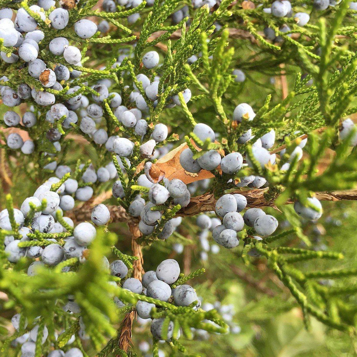 Juniperus Virginiana - View 24 from www redcrocus com