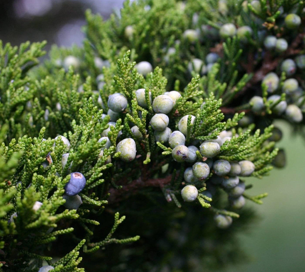 Juniperus Virginiana - View 25 from www redcrocus com
