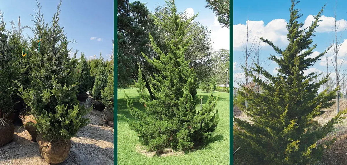 Juniperus Virginiana - View 27 from www redcrocus com