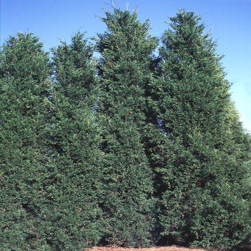 Juniperus Virginiana - View 28 from www redcrocus com