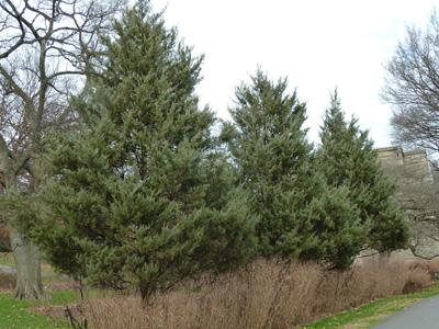 Juniperus Virginiana - View 30 from www redcrocus com