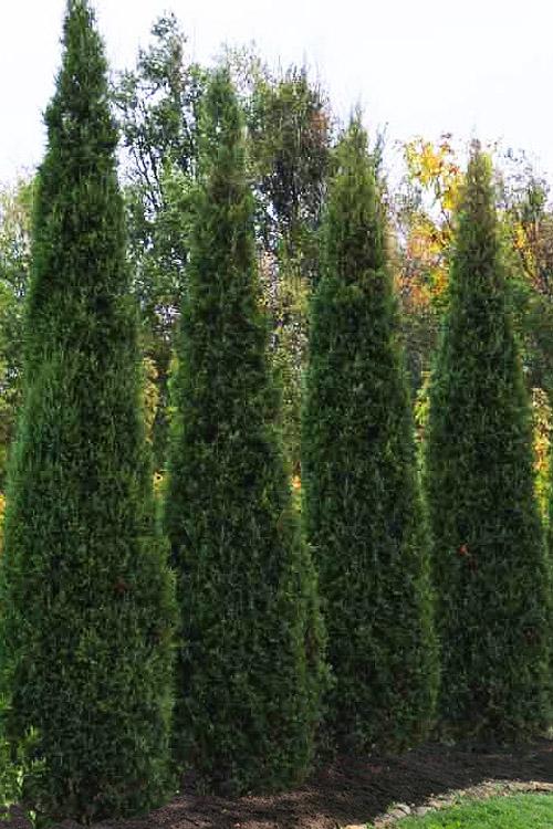 Juniperus Virginiana - View 34 from www redcrocus com