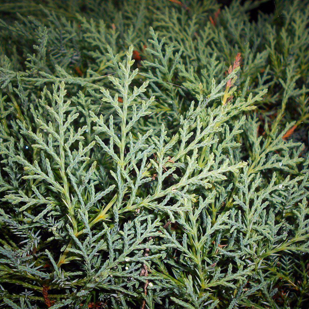 Juniperus Virginiana - View 37 from www redcrocus com
