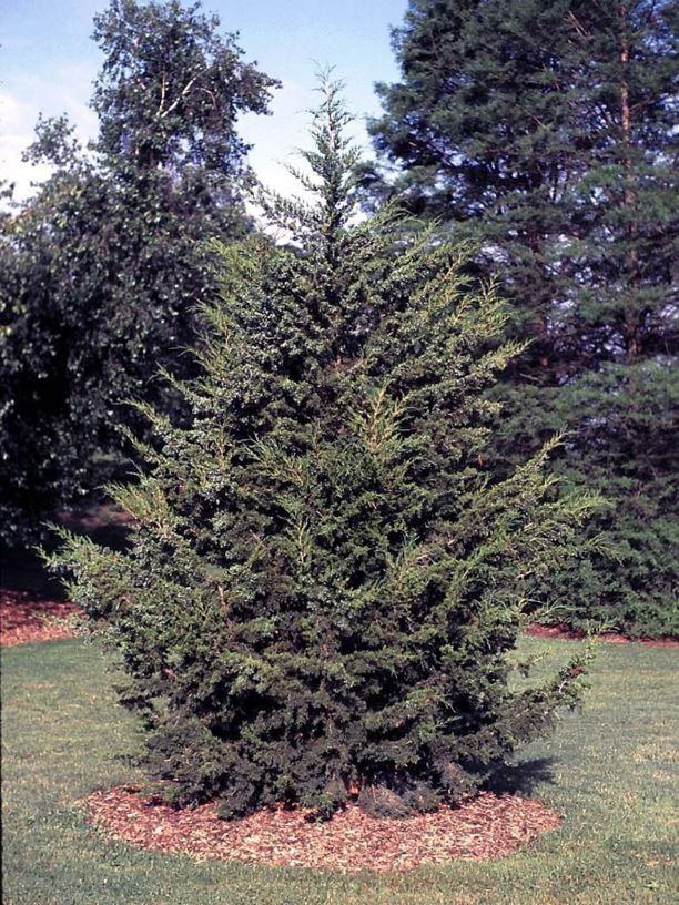 Juniperus Virginiana - View 40 from www redcrocus com
