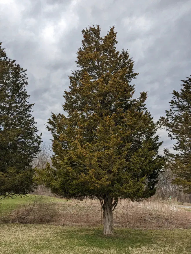 Juniperus Virginiana - View 4 from www redcrocus com