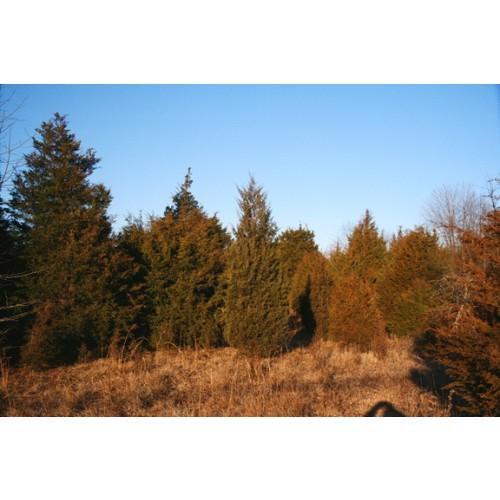 Juniperus Virginiana - View 6 from www redcrocus com