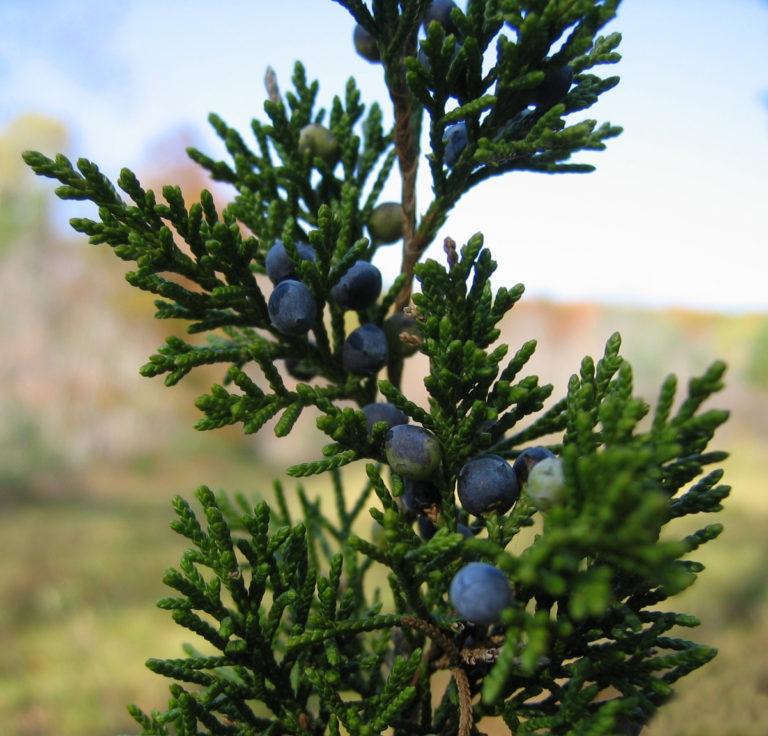 Juniperus Virginiana - View 7 from www redcrocus com