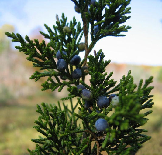 Juniperus Virginiana - View 7 from www redcrocus com