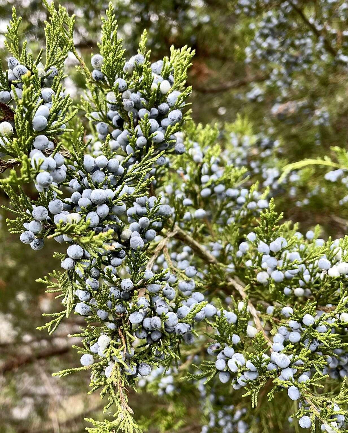 Juniperus Virginiana - View 8 from www redcrocus com