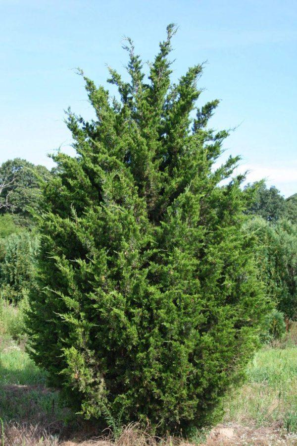 Juniperus Virginiana - View 20 from www redcrocus com