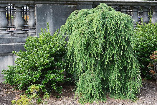 Tsuga Canadensis 'pendula' Staked - View 1 from www redcrocus com