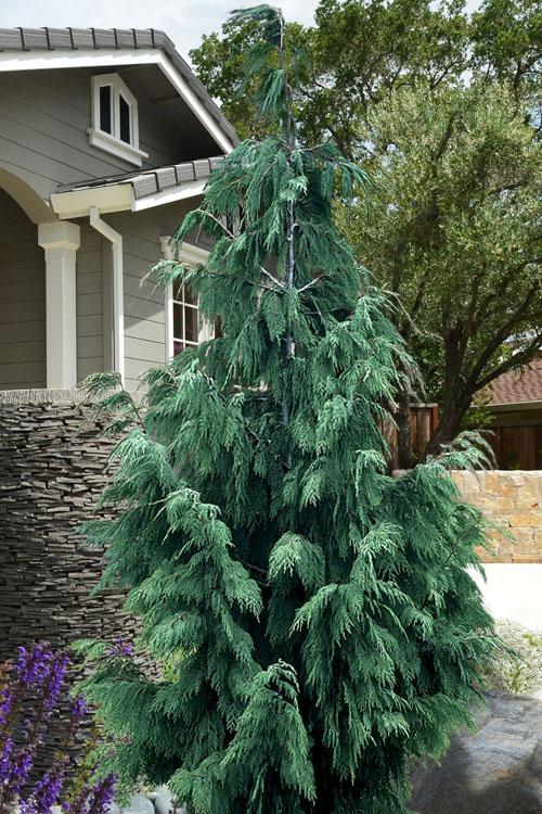Chamaecyparis Nootkatensis Glauca Pendula - View 1 from www redcrocus com
