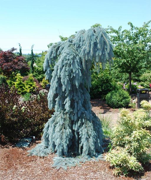 Picea Pungens 'pendula' - View 11 from www redcrocus com