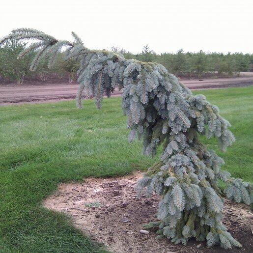 Picea Pungens 'pendula' - View 12 from www redcrocus com