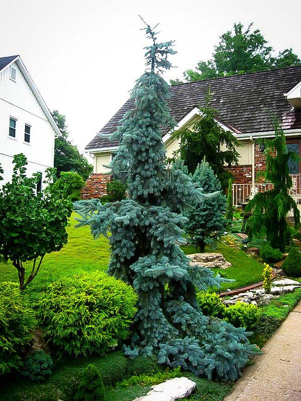 Picea Pungens 'pendula' - View 13 from www redcrocus com
