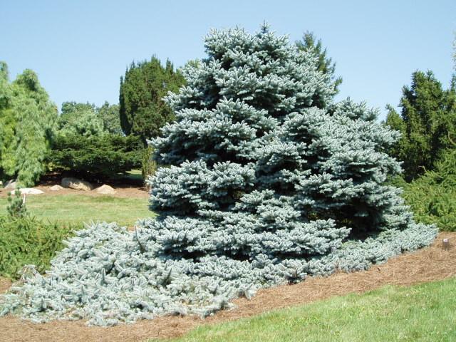 Picea Pungens 'pendula' - View 14 from www redcrocus com