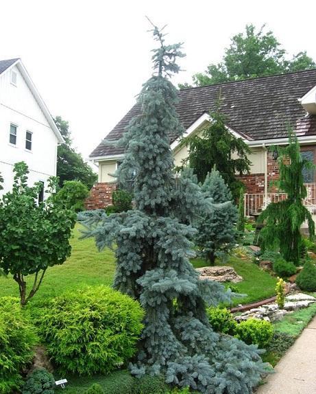 Picea Pungens 'pendula' - View 16 from www redcrocus com